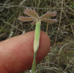Dianthus carbonatus