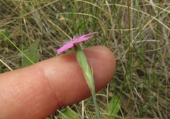 Dianthus carbonatus