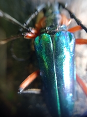 Crioprosopus basileus