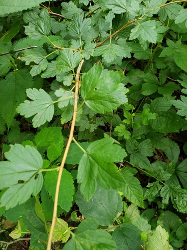Image of Ribes rotundifolium by (c) lisebsb, some rights reserved (CC BY)