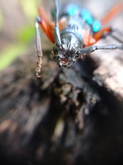 Crioprosopus basileus