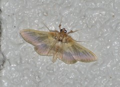 Apilocrocis brumalis