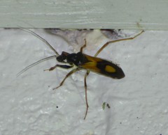 Rasahus biguttatus