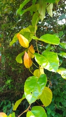 Passiflora coccinea
