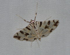 Conchylodes salamisalis