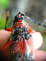 Crioprosopus basileus