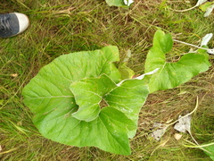 Petasites spurius