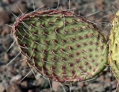 Opuntia comonduensis