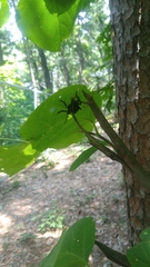 Prionus insularis