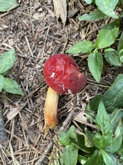 Hortiboletus rubellus
