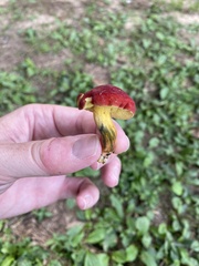 Hortiboletus rubellus