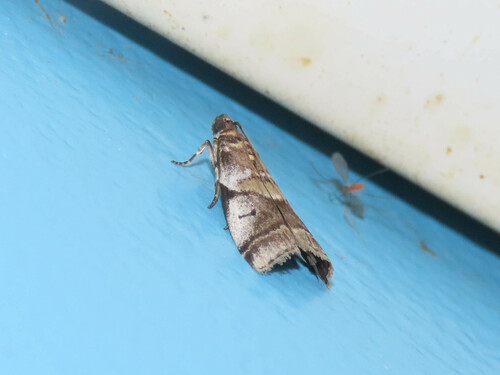 Leaf Crumpler Moth and Allies photo 3