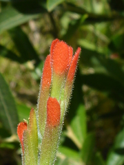 Castilleja minor