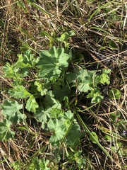 Alchemilla glomerulans