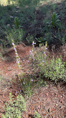 Penstemon linarioides