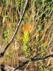 Castilleja minor