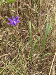 Brodiaea elegans hooveri