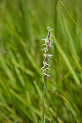 Zoysia matrella