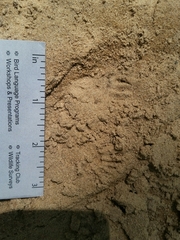 Tamias striatus