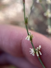 Eriogonum baileyi