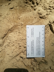 Tamias striatus