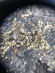 Lecanora polytropa