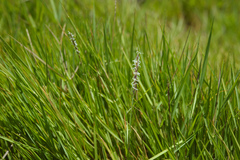 Zoysia matrella