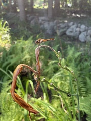 Sympetrum semicinctum