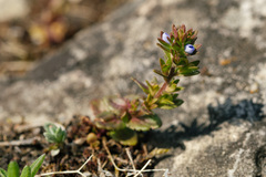 Veronica dillenii