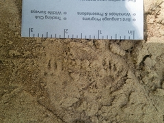 Tamias striatus
