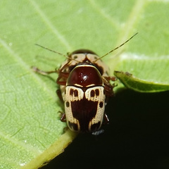 Cryptocephalus mutabilis