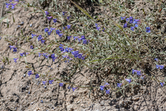 Penstemon laetus