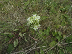 Eremogone cephalotes