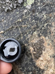 Protoparmelia