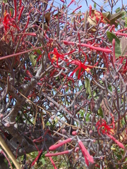 Psittacanthus sonorae