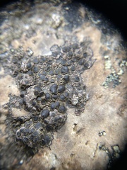Protoparmelia