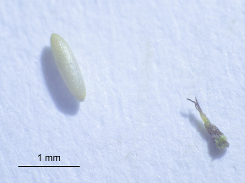 Najas indica (Najas indica)