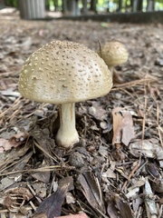 Amanita