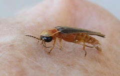 Lampyris nervosa