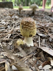 Amanita