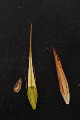 Rhynchospora macrostachya