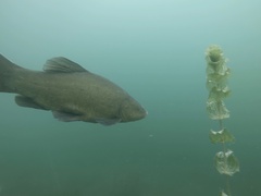 Tench photo 4