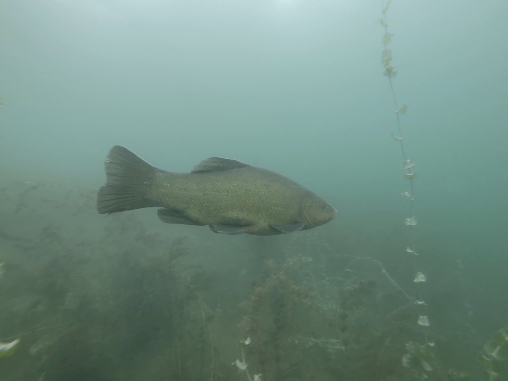 Tench