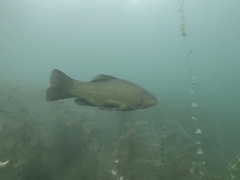 Tench photo 1