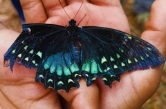 Papilio menatius