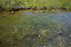 Najas indica
