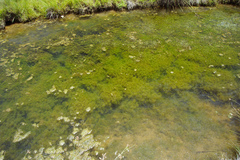 Najas indica