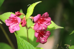 Weigela florida