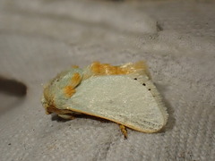 Coenobasis