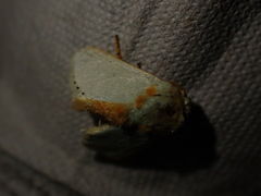 Coenobasis